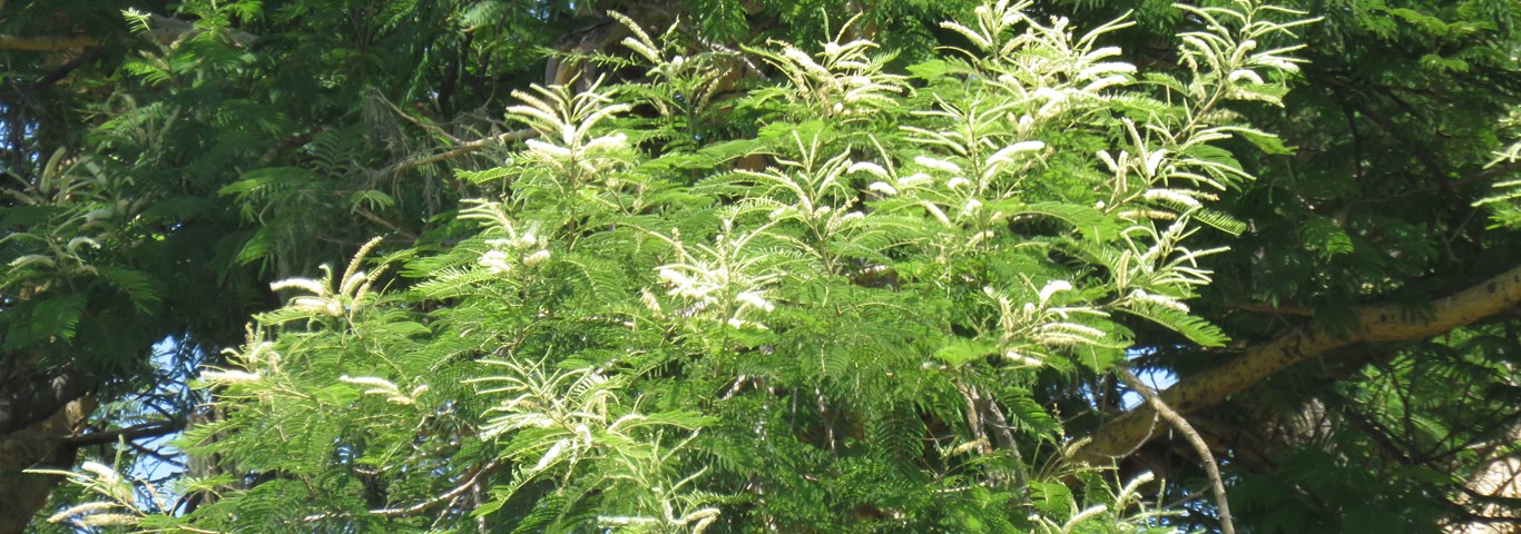 Acacia polyacantha